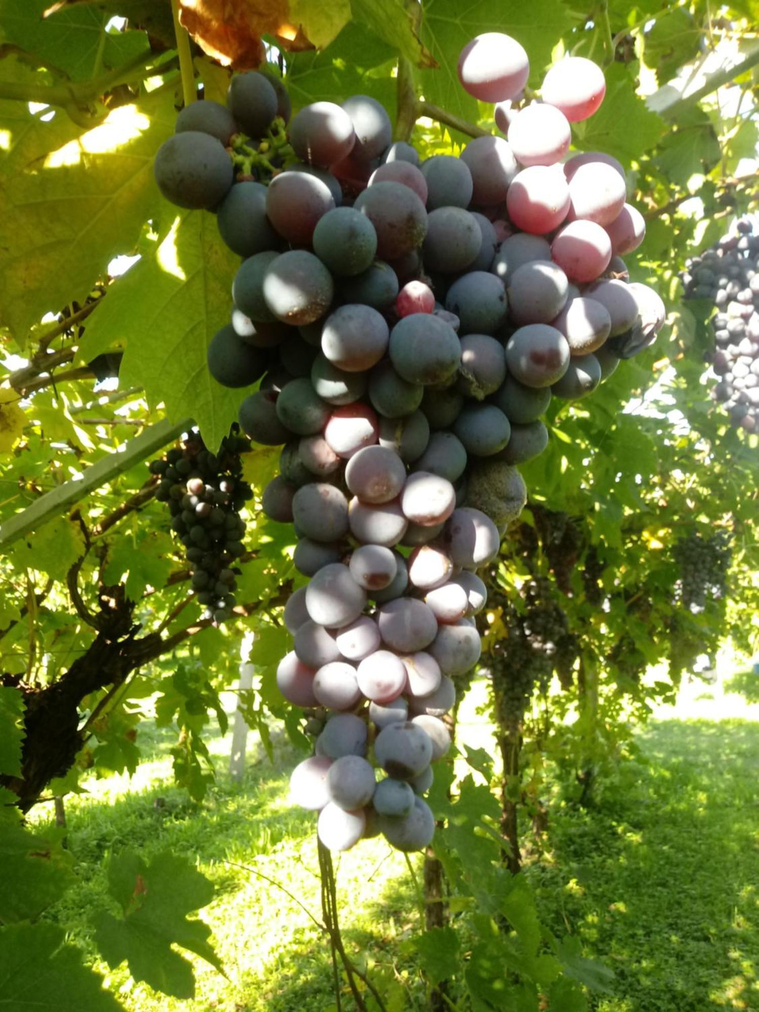 Al Vajo Farm stay